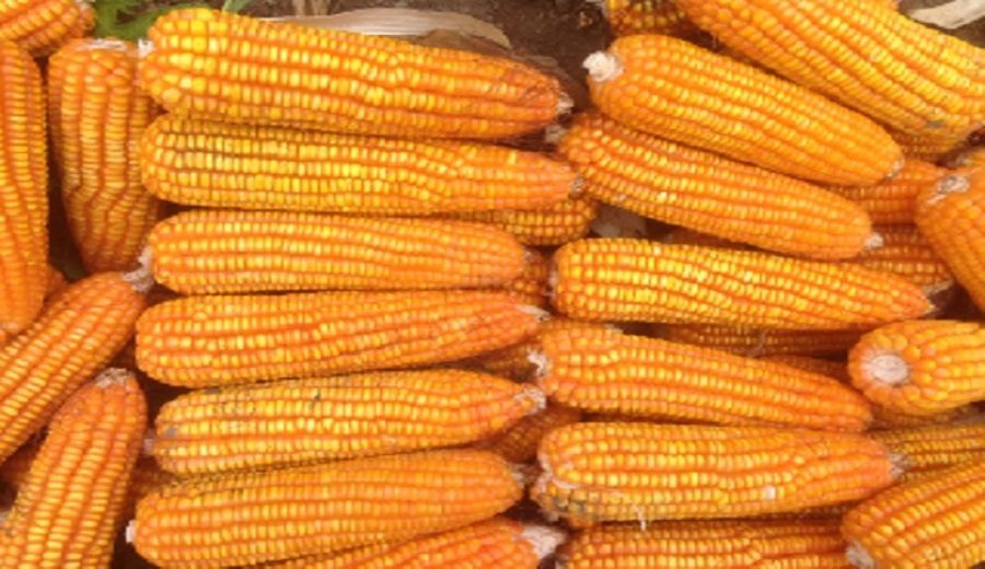 Nueva variedad de maíz amarillo duro INIA 626-Akira tiene alto valor genético