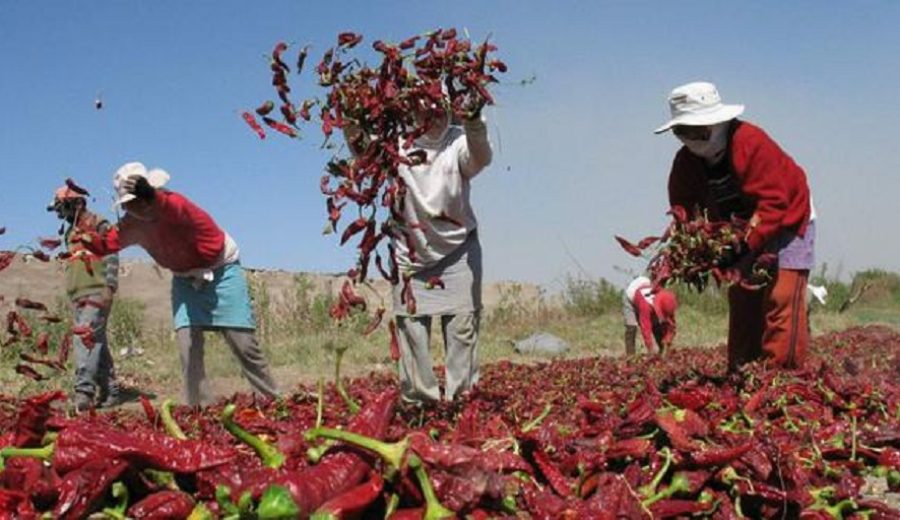 Nuevo régimen laboral agrario generará más pobreza e informalidad, afirma AGAP