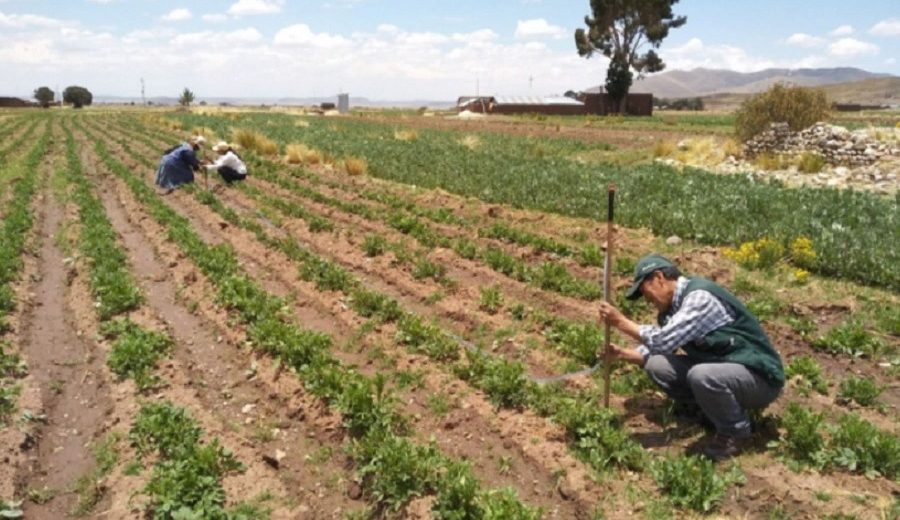 Oficializan ley para reactivación del agro y fortalecimiento de Agrobanco