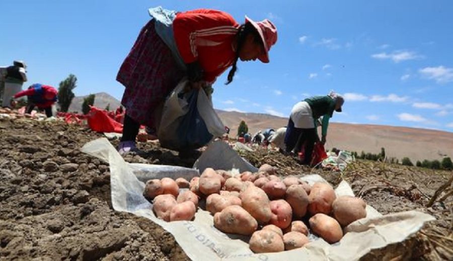 Papa peruana los obstáculos para la apertura de 32 nuevos mercados de exportación