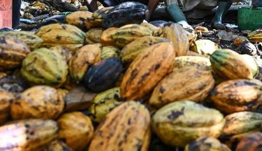 Perú Capitaliza Crisis del Cacao: Precios Históricos y Oportunidades
