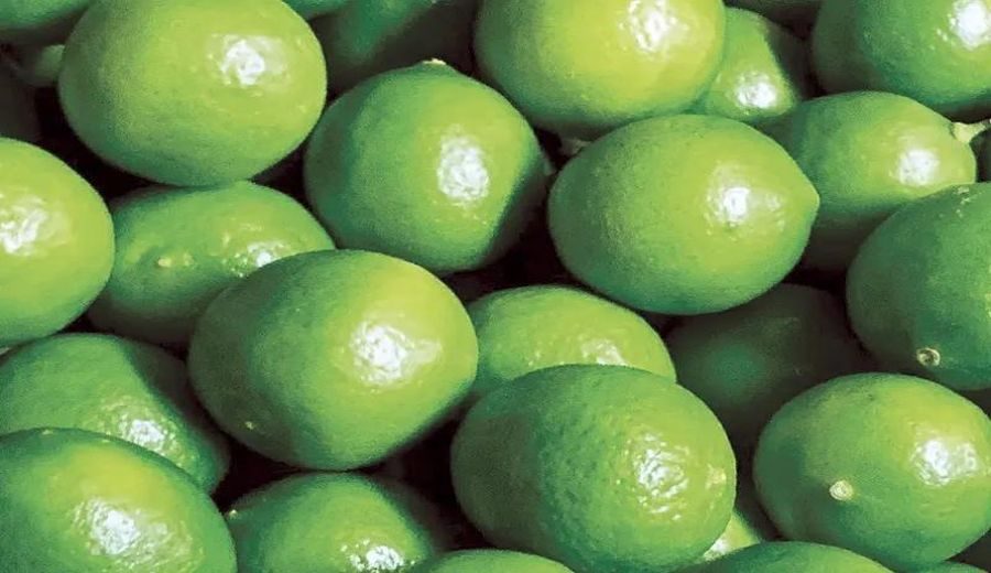 Perú: Perspectivas Alentadoras para las Exportaciones de Limón Tahiti
