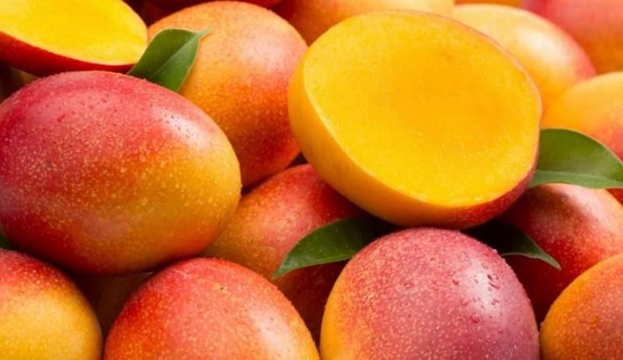 Perú: Retos y Oportunidades en la Exportación de Mango en 2023-2024