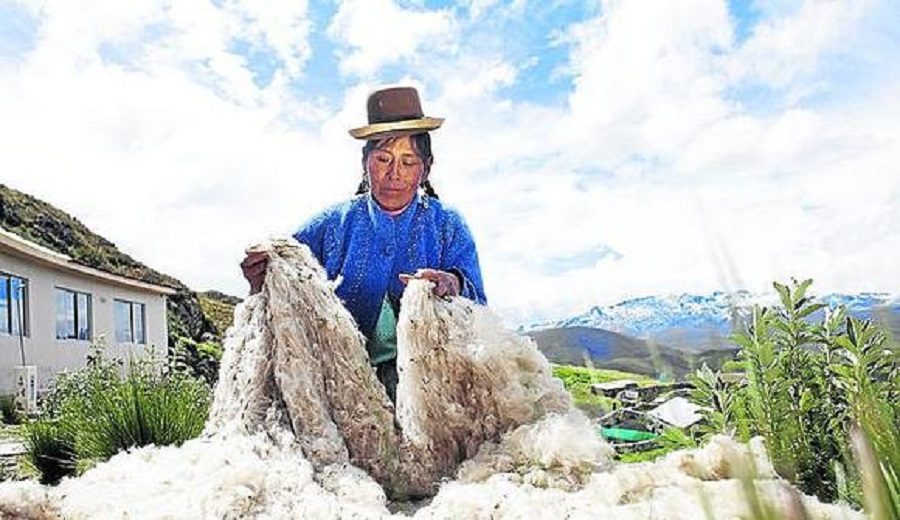 Perú apunta a que el 40% de sus envíos de fibra de alpaca al 2022 sea calidad ‘baby’