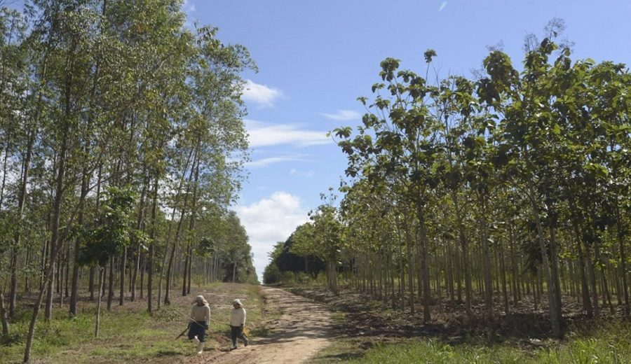 Perú cuenta con 19 000 hectáreas de plantaciones forestales registradas por el Serfor