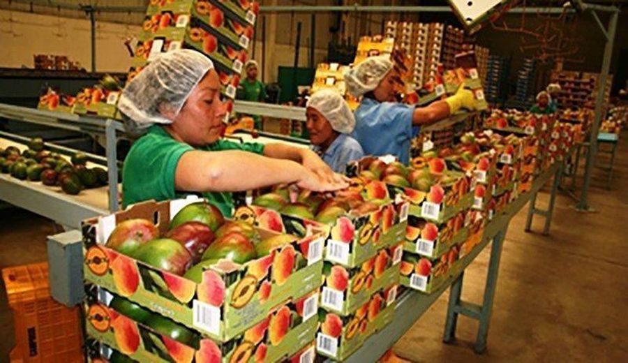 Perú enfrenta crisis: Exportaciones de mango caen un 69%