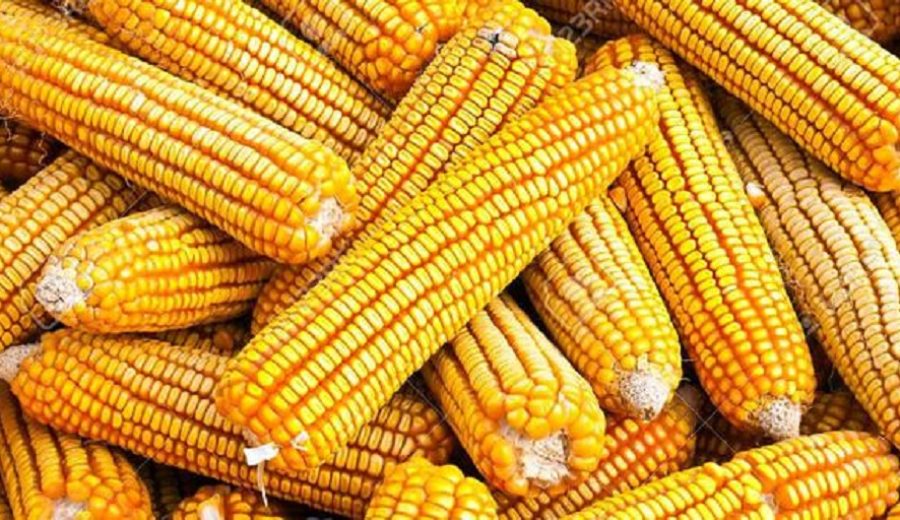Perú importó US$ 521 millones de maíz amarillo duro en primer semestre del 2021