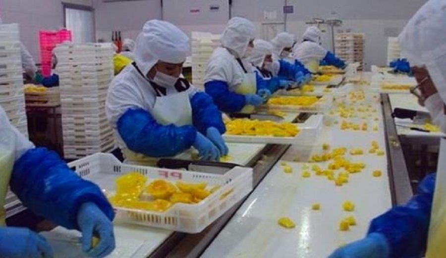 Phoenix Foods apuesta por productos industrializados de palta para exportación