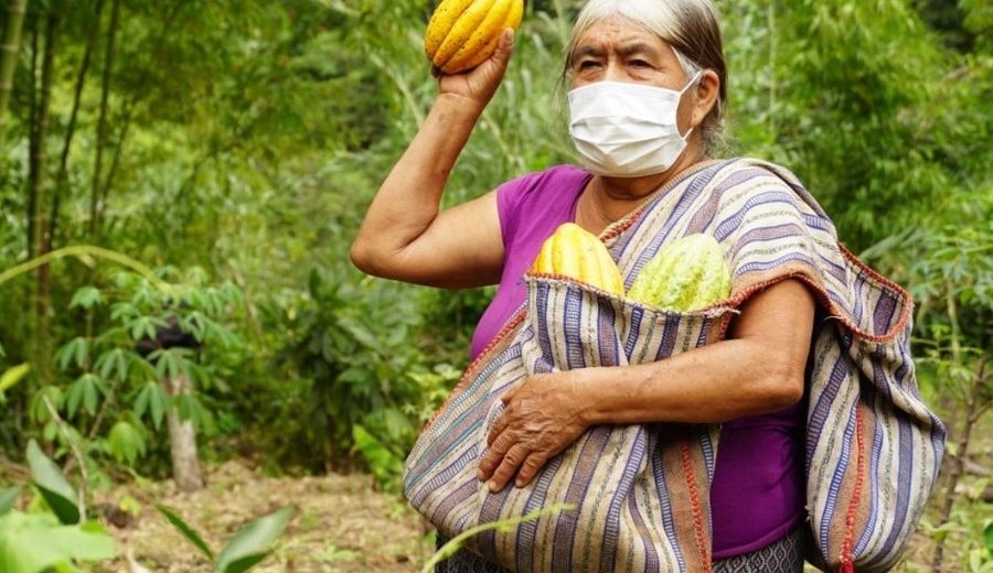 Piura lanza concurso para elegir la mejor variedad de cacao de esa región