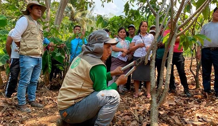 Potenciando el cacao: Devida transforma vidas en el VRAEM