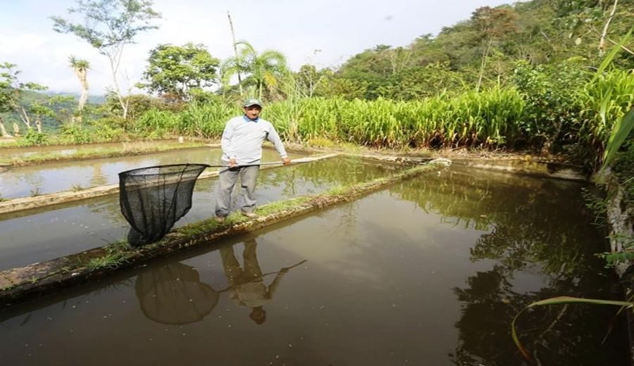 Potenciando la Acuicultura Nacional: Descubre el Impacto de ADA Perú