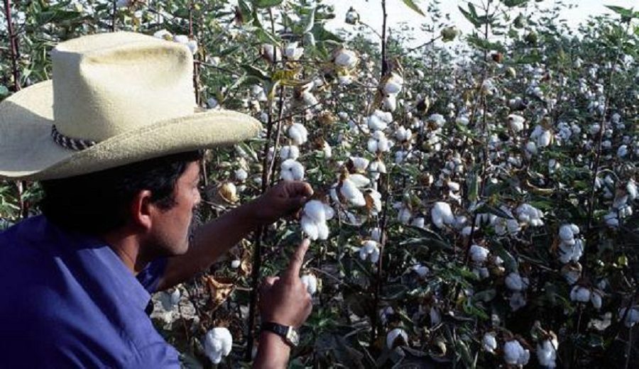 Precio del algodón sube ante alta demanda de textileros de Lima áreas del cultivo se triplican