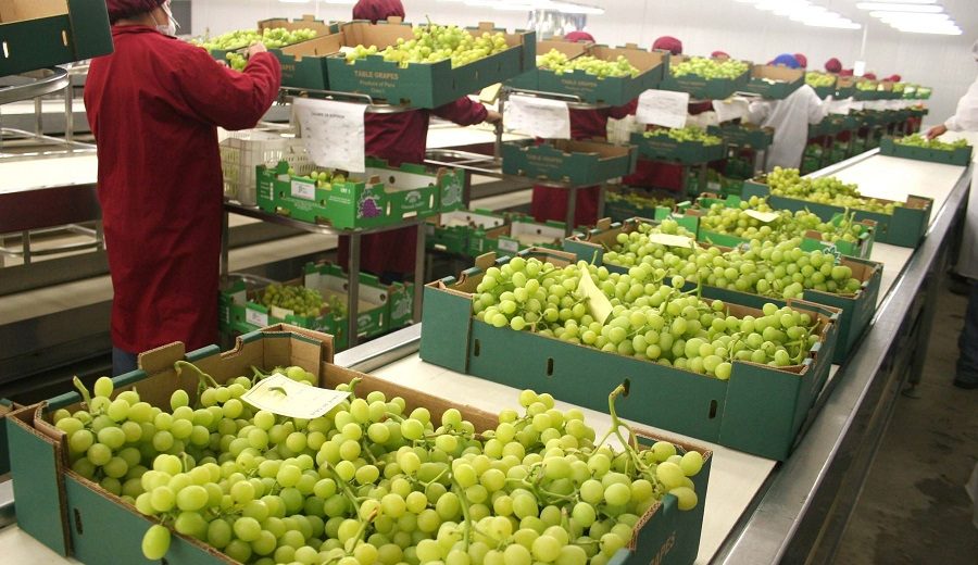 Producción nacional de uva creció 11% en febrero de 2021
