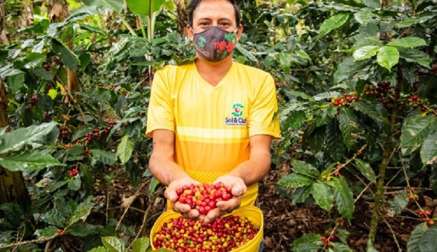Productores de Jaén exportaron 71 mil quintales de café verde a Europa y Norteamérica