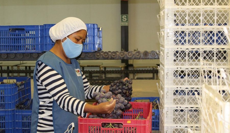 Productores de Moquegua lograron vender 60 toneladas de uva a Colombia