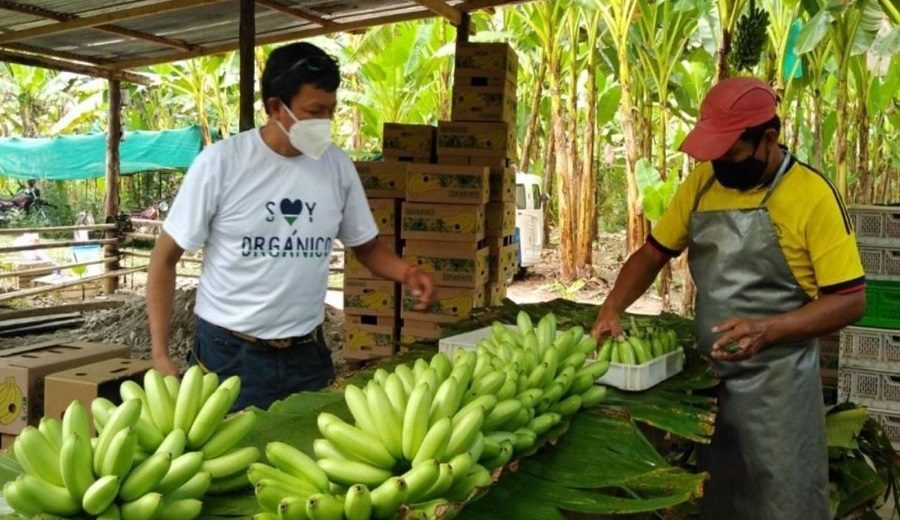 Productores de baby banano orgánico mejoran rentabilidad