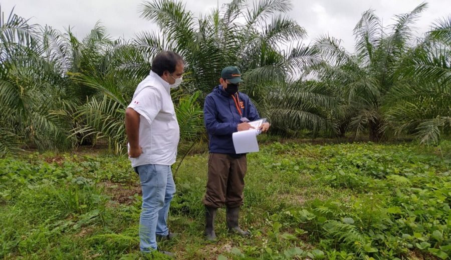 Productores de palmas identificaron más de 800 hectáreas de bosques que requieren ser protegidos