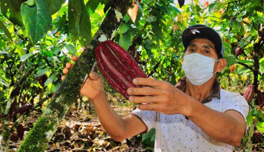 Productores del Alto Huallaga proyectan vender más de 1,600 toneladas de cacao