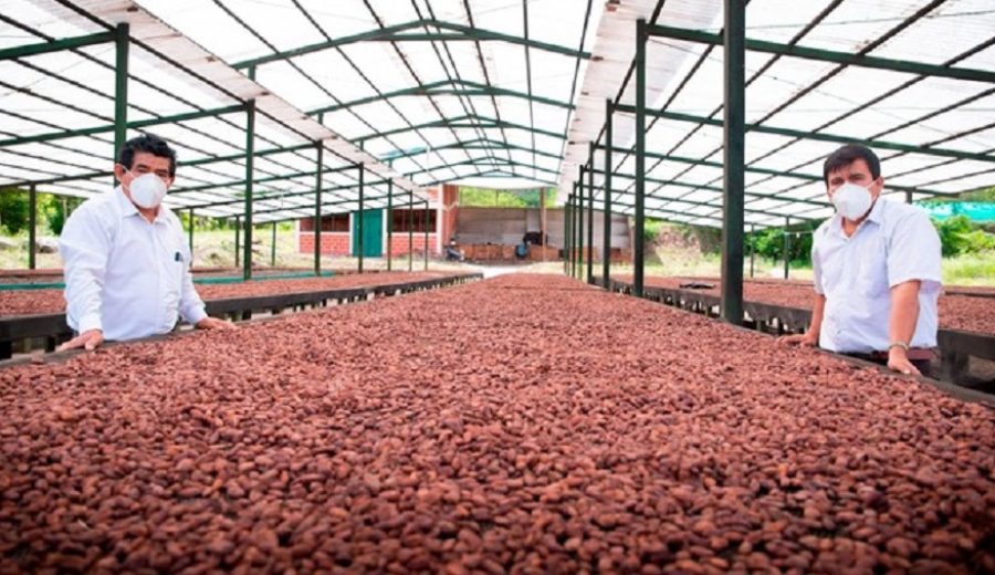 Productores exportan 200 toneladas anuales de cacao fino de aroma a Europa