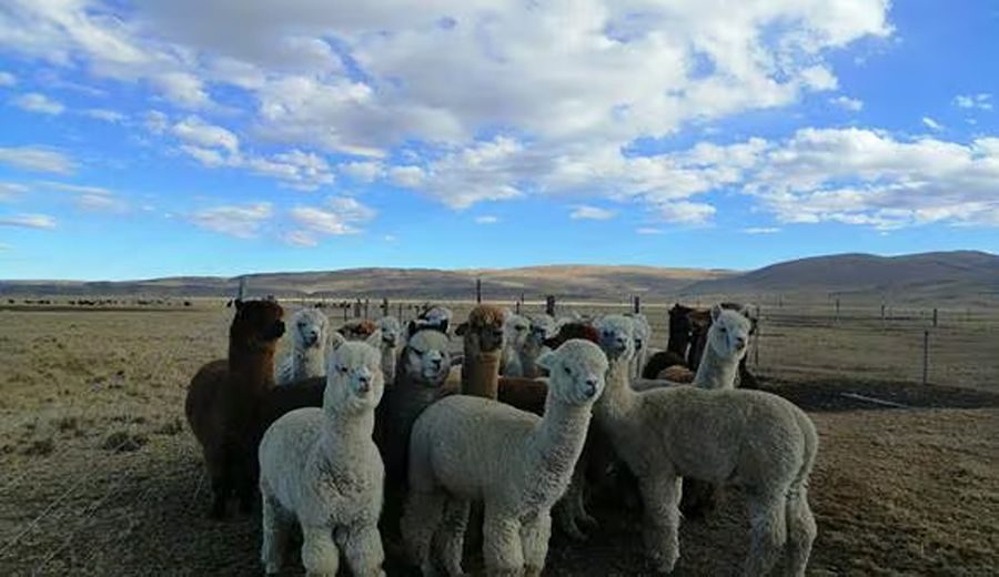 Programa 'Capital Semilla' impulsa el desarrollo del sector alpaquero en Puno, Perú