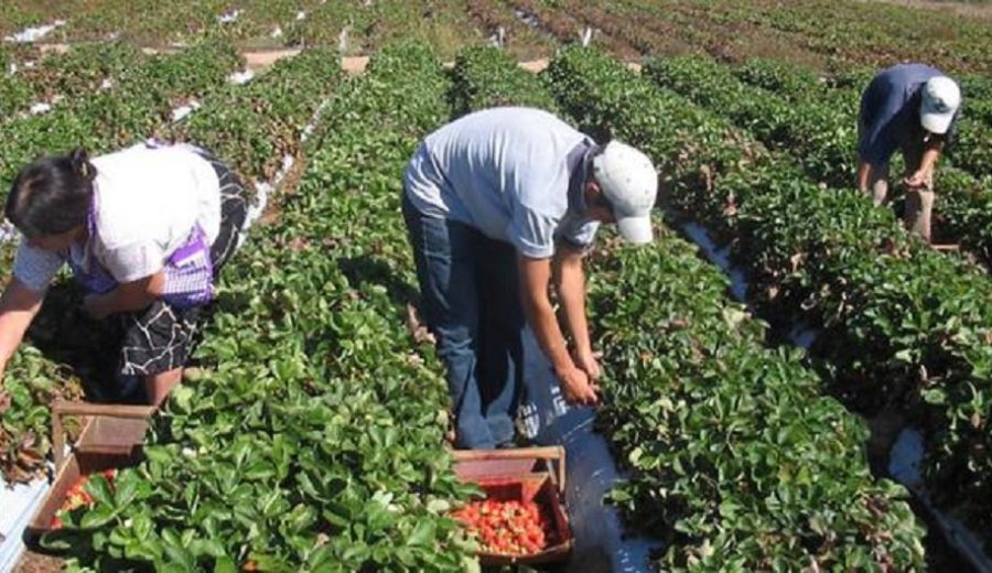Programas sociales podrán comprar a pequeños agricultores por más de S 600 millones al año