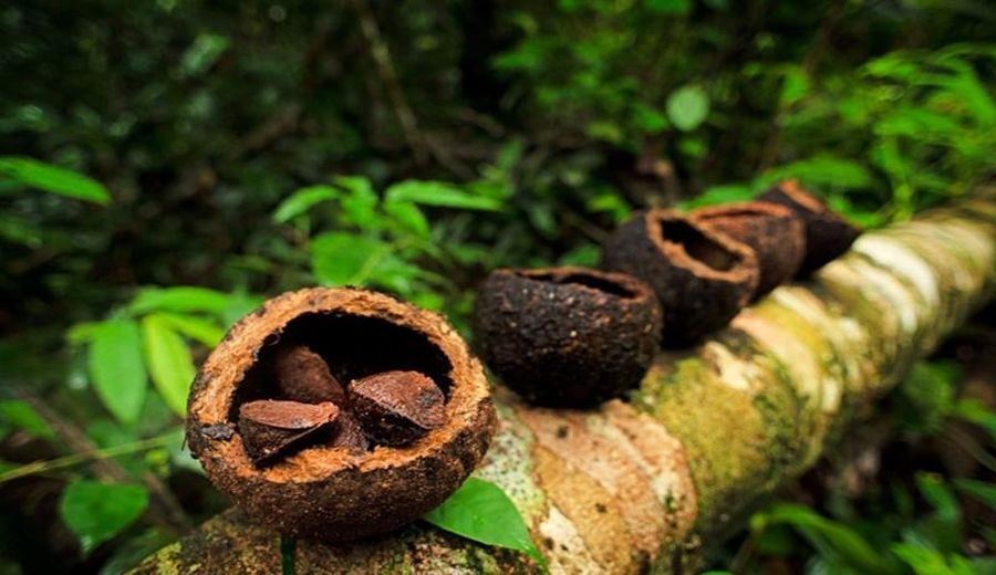 Protegiendo 500,000 hectáreas: Lima Expresa y Bosques Amazónicos