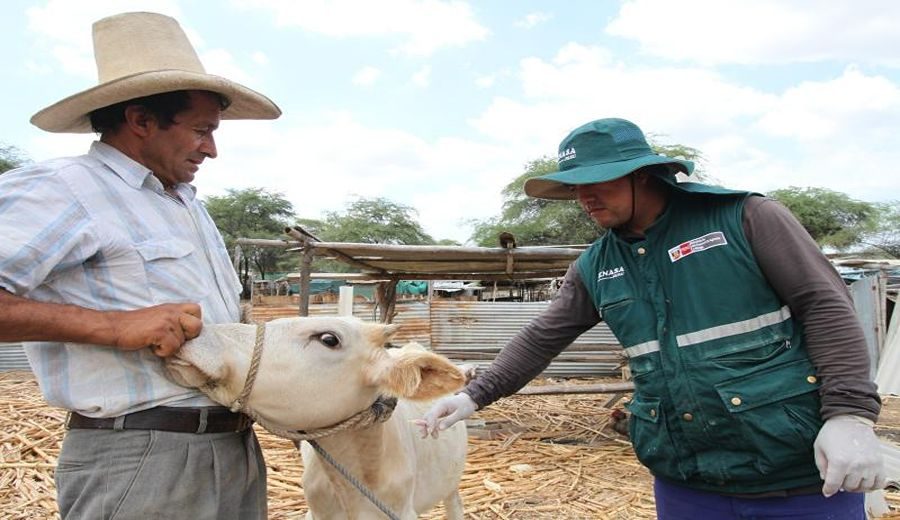 Protegiendo el ganado: Senasa vacunará a miles contra la rabia