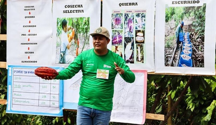Proyecto cacaotero en Pasco: Transformación para 1.296 familias
