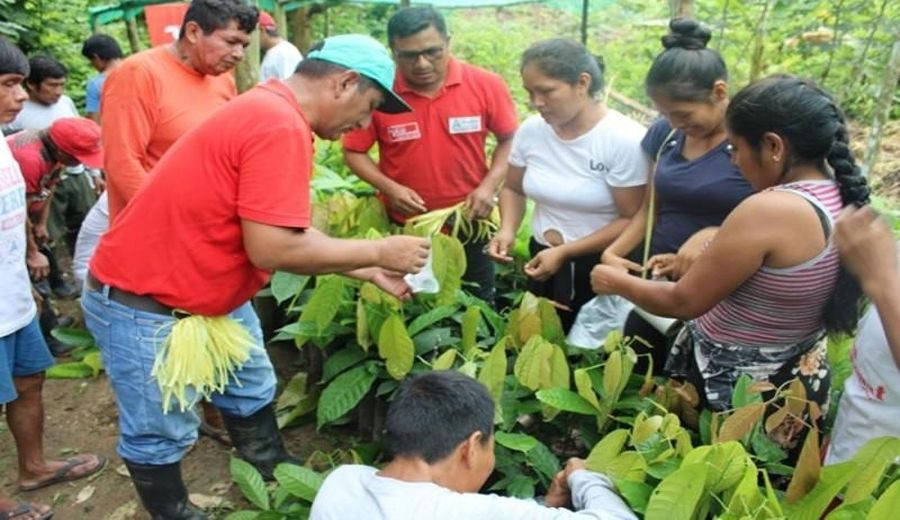 Proyecto cacaotero obtiene financiamiento clave en Amazonas