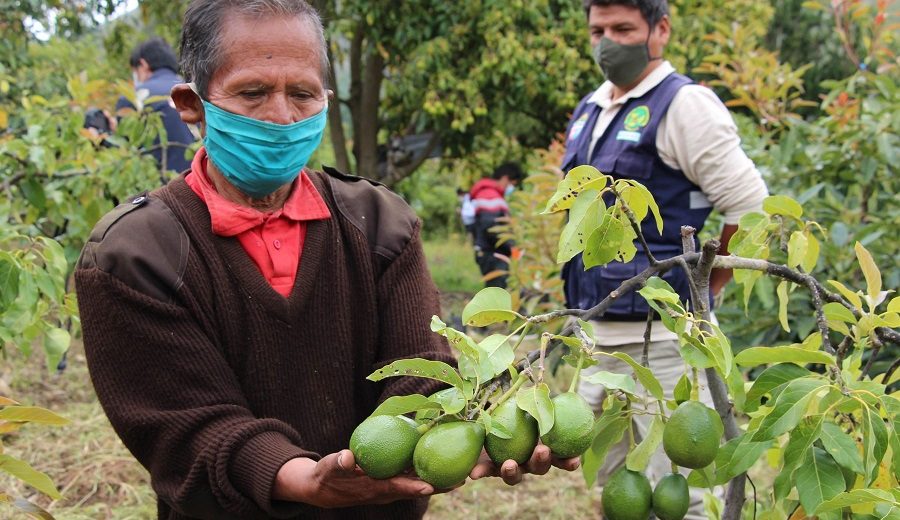 Proyecto palto beneficia a productores de 32 comunidades de Huánuco