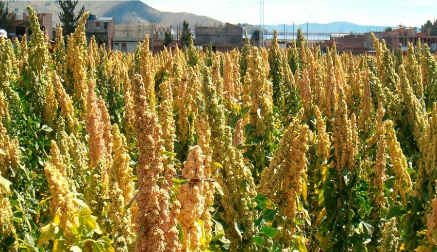 Quinua orgánica Exportaciones peruanas ceden espacio a Bolivia