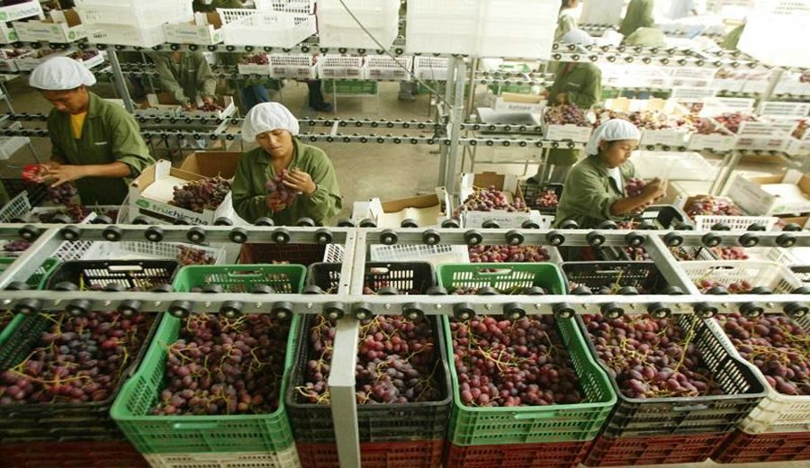 Récord Histórico: Agroexportaciones Peruanas Superan los US$1 Billón