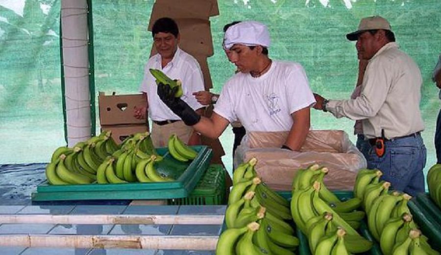 Rentabilidad de banano orgánico se reduciría al mínimo por pandemia y nueva ley