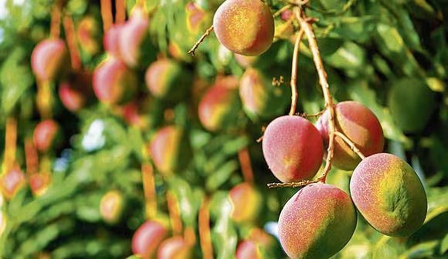 Resiliencia Agrícola: Superando Desafíos en la Producción de Mango Piurano