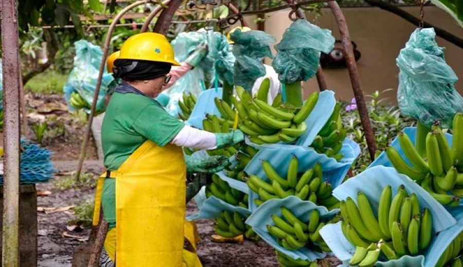 Rusia Prohíbe Exportación de Bananos Ecuatorianos, Sector Busca Soluciones