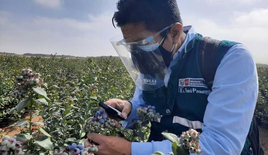 SENASA Perú se alista para exportar cítricos y arándanos a la India