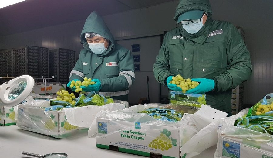 SENASA alcanza acuerdo para reanudar exportación de uva al mercado ecuatoriano