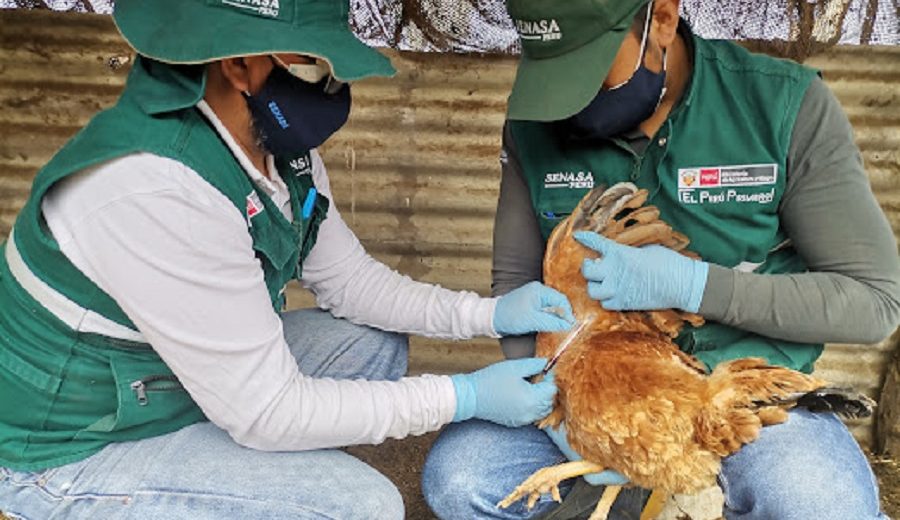 SENASA evalúa condición sanitaria de aves para el descarte de Influenza aviar