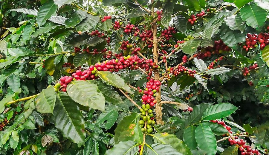 San Martín buscan impulsar cultivo de café a partir de modelos agroambientales
