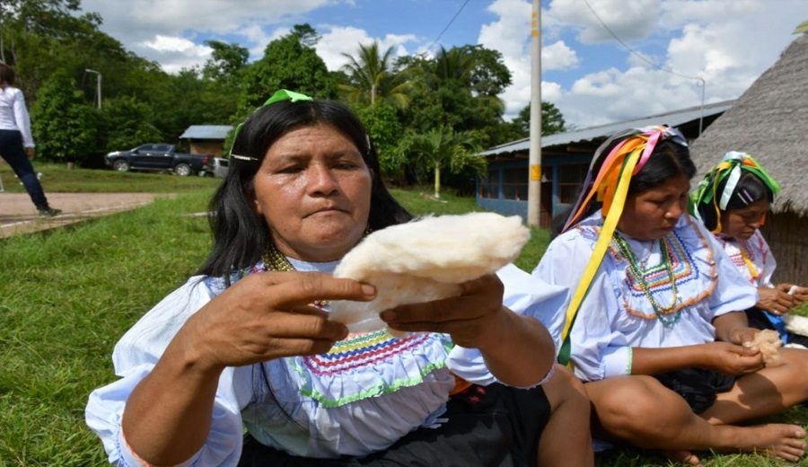 San Martín comunidades de Lamas impulsan emprendimientos basados en el manejo del algodón