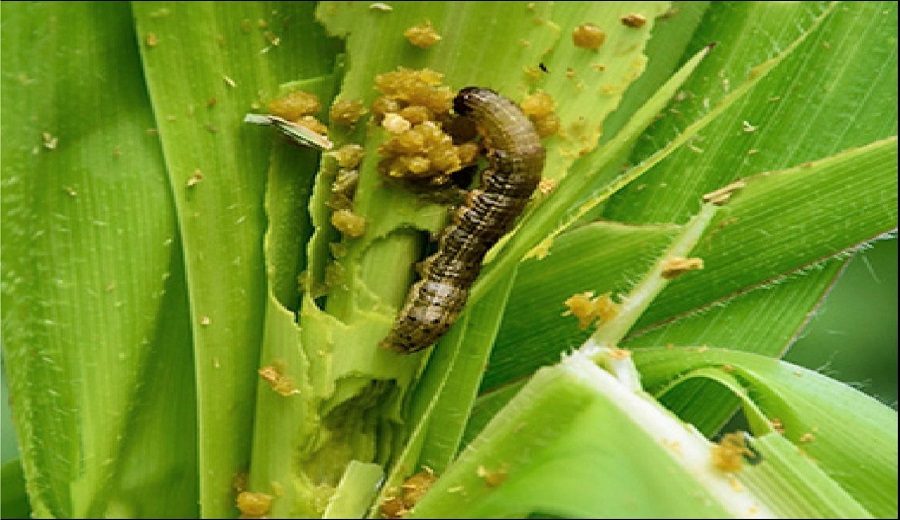San Martín desarrollan tecnología para proteger maíz amarillo del gusano cogollero