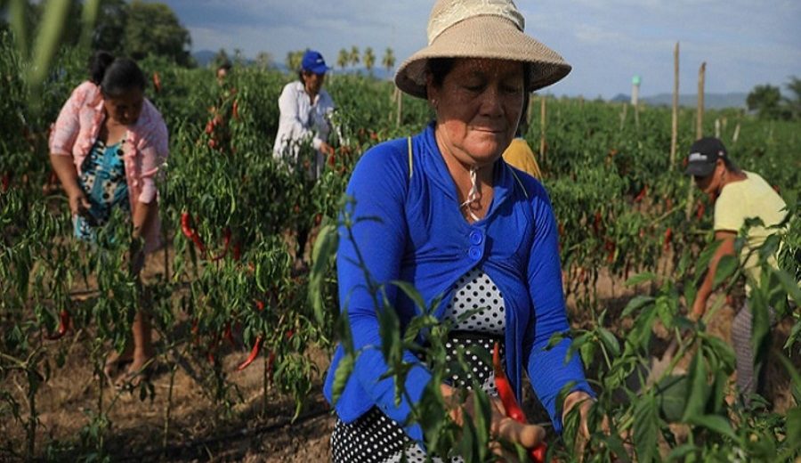 San Martín gana premio Midagri 2021 por apoyo a competitividad de agricultura familiar