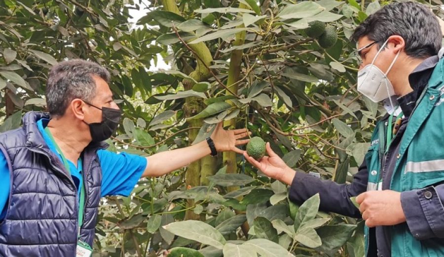 Se aprobaron requisitos fitosanitarios para exportar semillas y yemas de palta a Guatemala