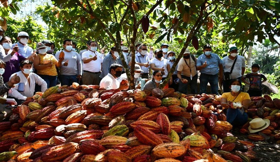 Selva Central evalúan peligros asociados al cambio climático en cultivos de café y cacao