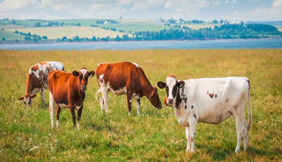Senamhi productores cuentan con herramienta para prevenir estrés por calor en ganado