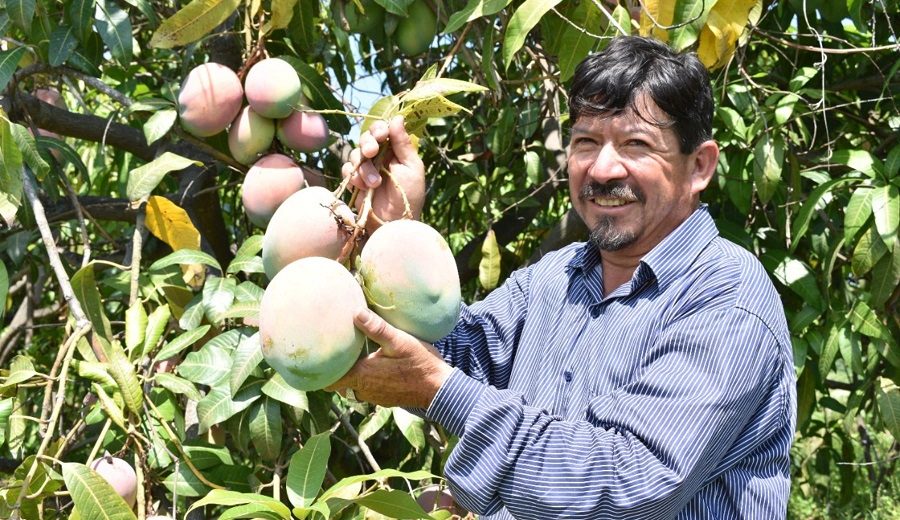 Senasa Piura y Lambayeque son las principales regiones exportadoras de mango