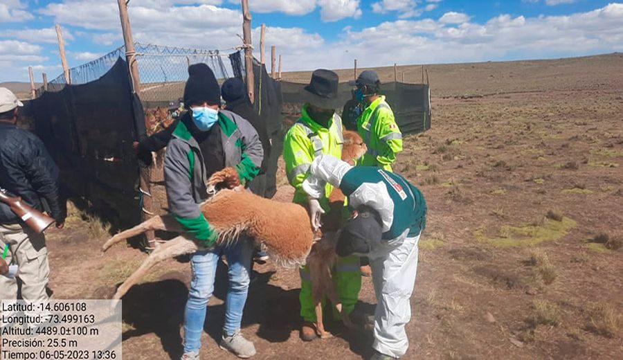 Senasa atendió a más de 900 vicuñas en la comunidad de Pampamarca en Ayacucho