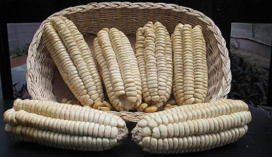 Senasa proyecta gran crecimiento de exportaciones del maíz gigante del Cusco a China