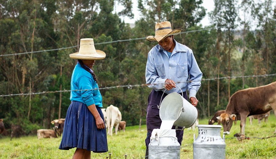 Senasa registró más de 4 mil establos lecheros en el país