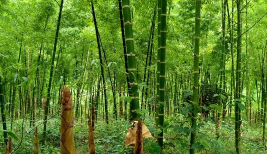 Serfor elabora herramienta de gestión para impulsar el desarrollo del bambú en Perú